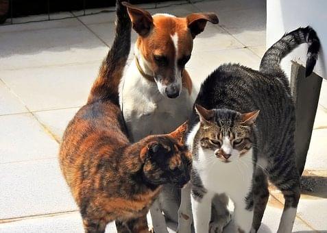 Vétérinaire Nyon, Veterinaire Nyon, Nyon Veterinaire, Nyon Vétérinaire, cabinet vétérinaire Nyon, cabinet veterinaire Nyon, clinique vétérinaire Nyon, vétérinaire de Garde Nyon,veterinaire de Garde Nyon, Cabinet Vétérinaire International