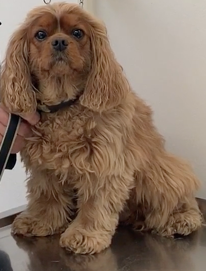 Vétérinaire Nyon, Veterinaire Nyon, Nyon Veterinaire, Nyon Vétérinaire, cabinet vétérinaire Nyon, cabinet veterinaire Nyon, clinique vétérinaire Nyon, vétérinaire de Garde Nyon,veterinaire de Garde Nyon, Cabinet Vétérinaire International